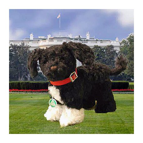 First Dog ou OBAMA Dog